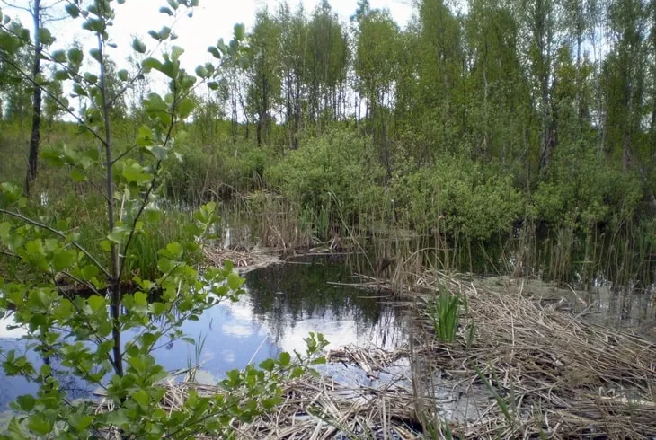 Болото Званец (Беларусь)