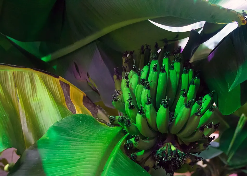 Абузерье агроусадьба3.jpg Абузерье агроусадьба3.jpg