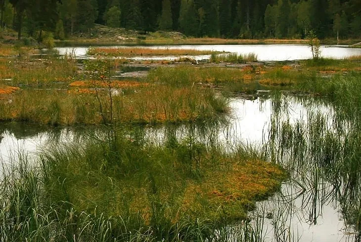 Болото Морочно (Беларусь)