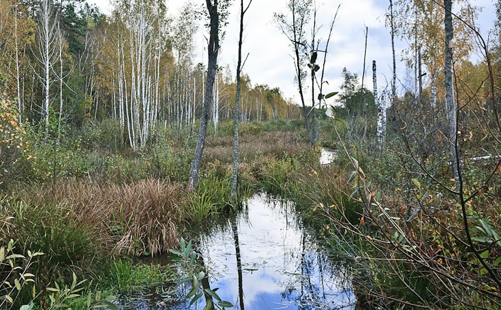 Пинские болота (Беларусь)