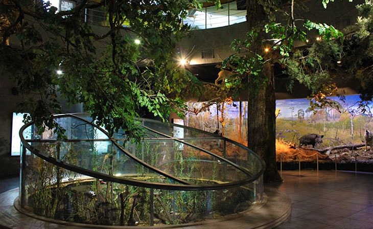 Музей Природы в Национальном парке «Припятский»