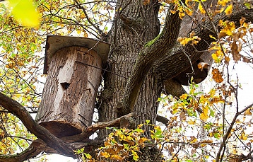 Бортничество в Беларуси