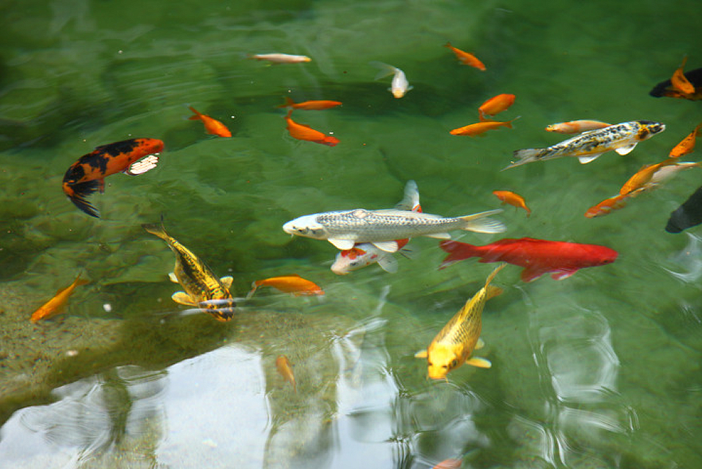 Загородный комплекс Mon Chalet (Мон Шале)