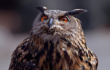 Филин в Беловежской пуще (Bubo bubo)