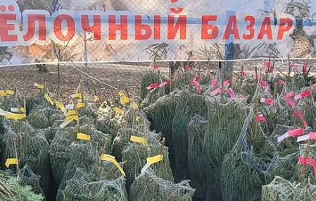 Ёлочный базар «Ёлки Топ»