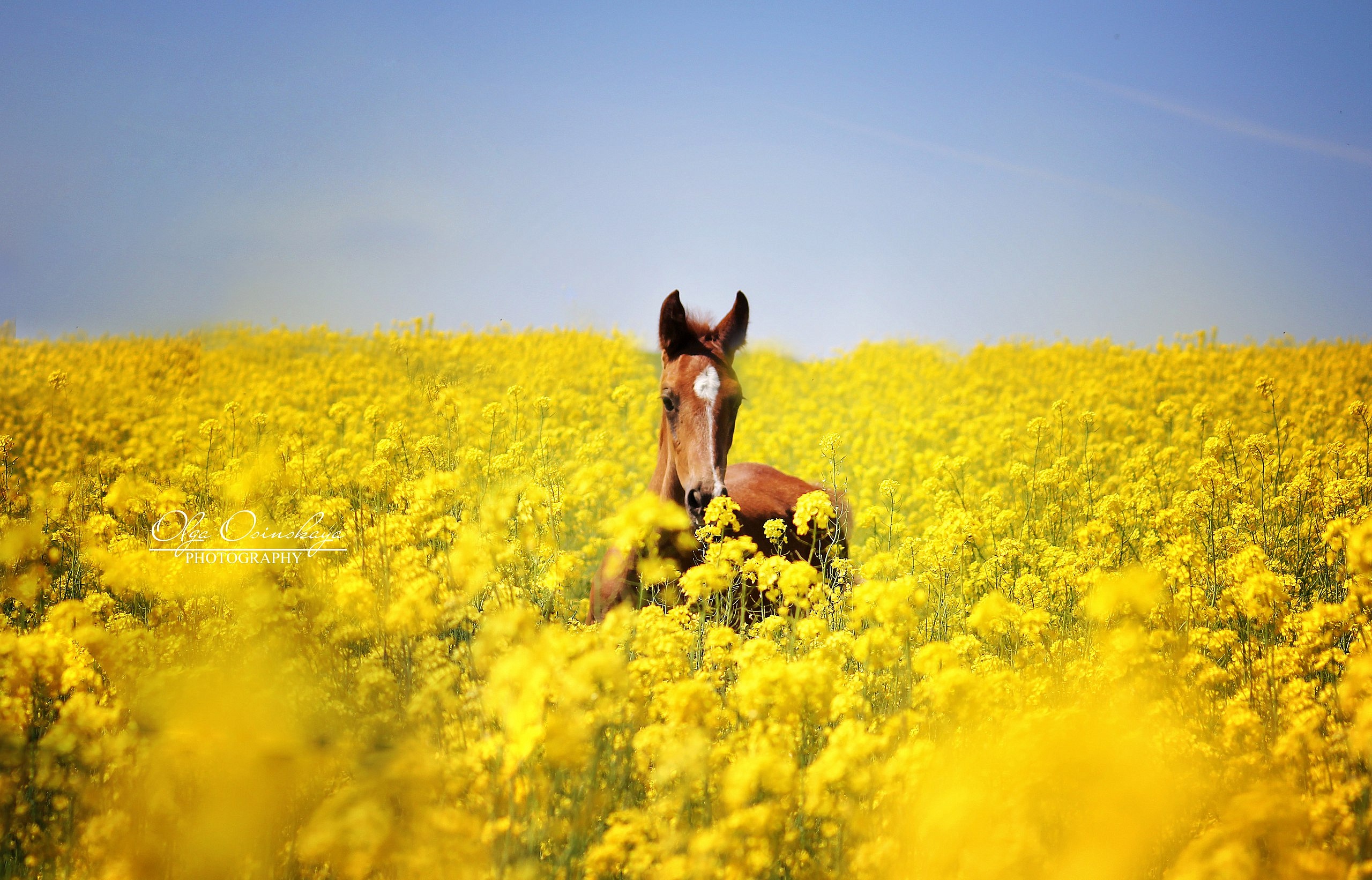 Лошадь из конюшни агроусадьбы «Карaлiнскi фaльварак Тызенгаўза»