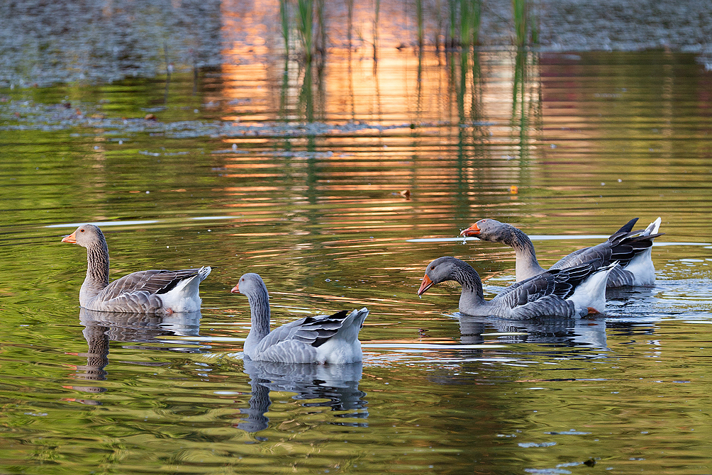 Пансионат «ЛОДЭ»