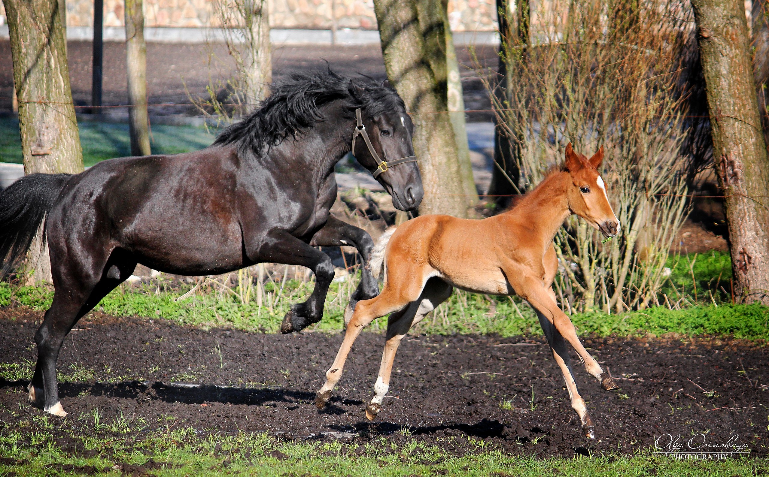 Лошади из конюшни агроусадьбы «Карaлiнскi фaльварак Тызенгаўза»