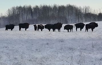 Куда поехать любителям дикой природы: тур «Зимнее сафари в Браславе»