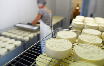 ОАО «Молодеченский молочный завод» начнет выпускать сыр камамбер