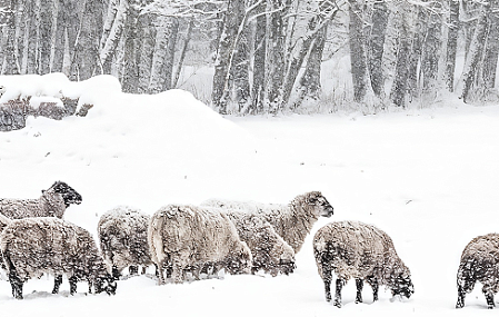 Загородный комплекс «Коробчицы»