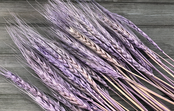 Необычный хлеб из фиолетовой пшеницы вышел на прилавки белорусских магазинов