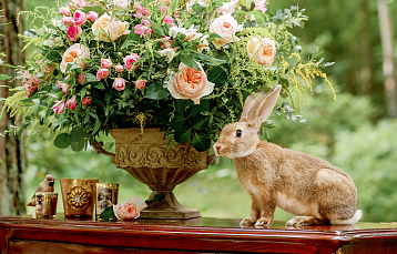 Весенние каникулы в Кронон Парк Отеле: отдых всей семьей