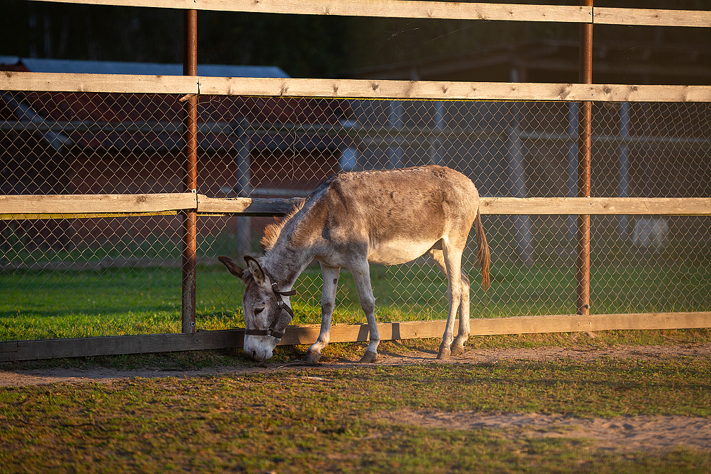 Пансионат «ЛОДЭ»