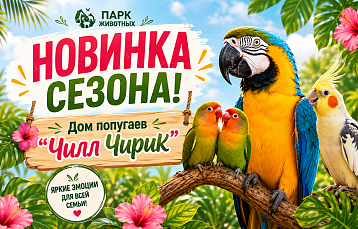 Дом попугаев «Чилл-Чирик»: в Парке Животных открылось новое пространство 