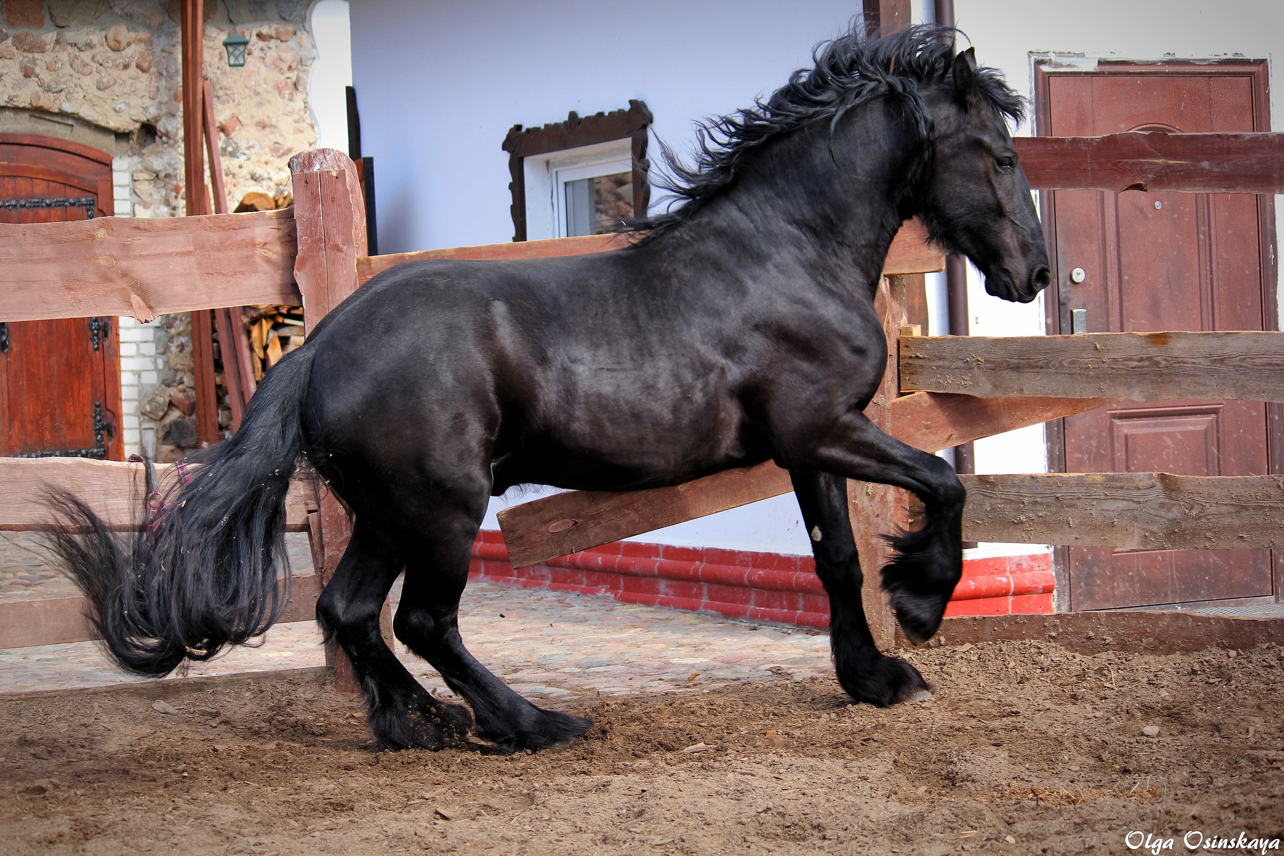 Лошадь из конюшни агроусадьбы «Карaлiнскi фaльварак Тызенгаўза»