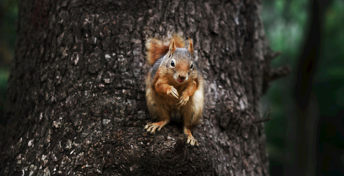 Слайдер--картинка-1