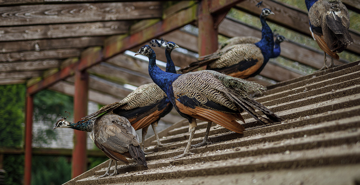 Слайдер--картинка-10