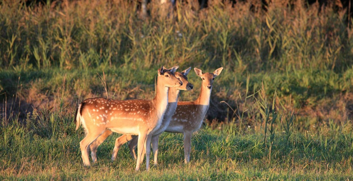 Слайдер--картинка-2