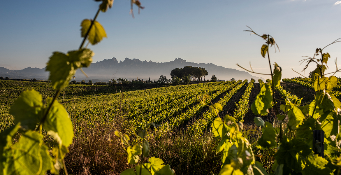 Слайдер--картинка-1