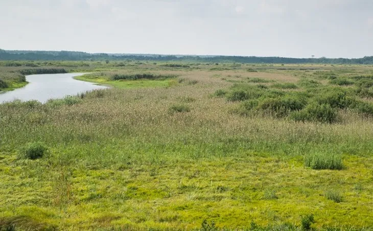 Споровские болота (Беларусь) Споровские болота (Беларусь)
