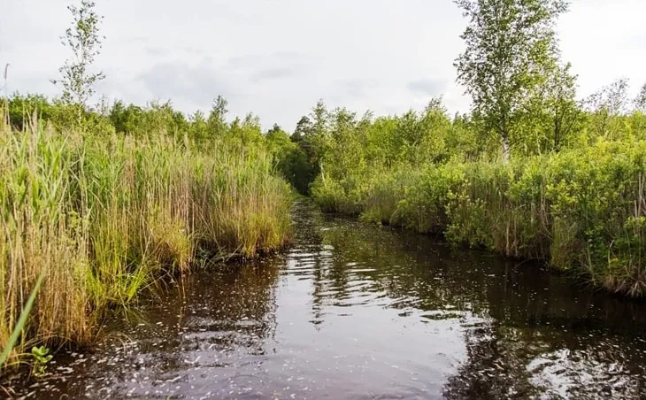 Ольманские болота (Беларусь) Ольманские болота (Беларусь)