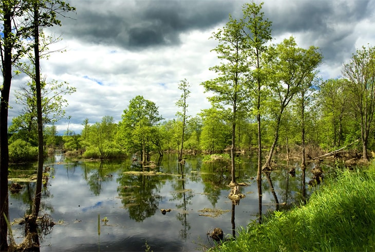 Крупнейшие болота Беларуси